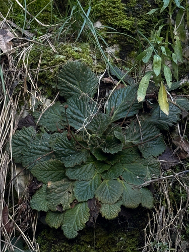 Serbian Phoenix Flower (Ramonda serbica)