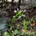 Lobelia cliffortiana 2