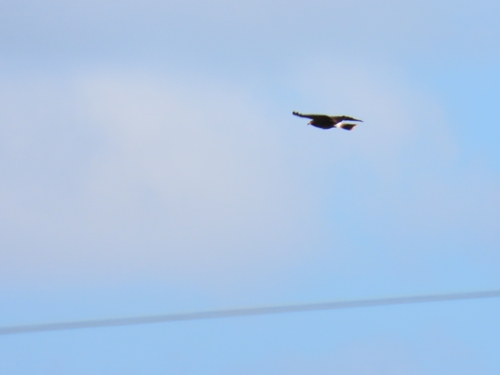 Snail Kite