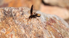Polistes comanchus navajoe