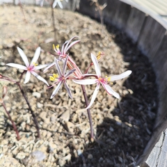 Traubia modesta