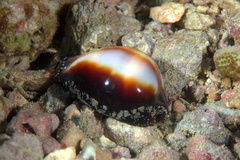 Erronea onyx
