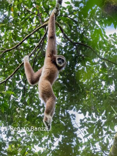 Hylobates lar