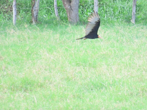 Lesser Yellow-headed Vulture