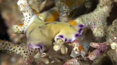 Pseudoceros laingensis