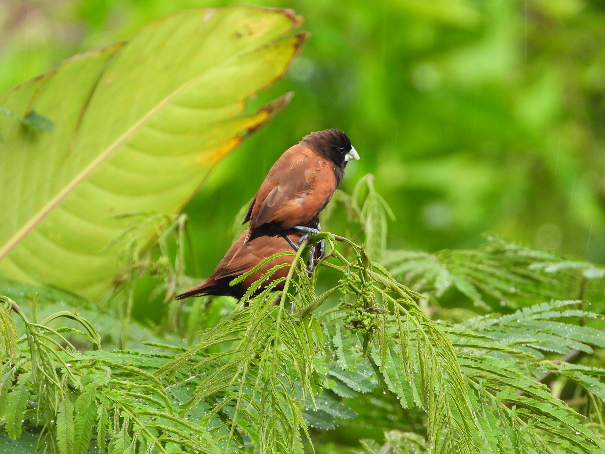 Chestnut Munia (Lonchura atricapilla), photo 4