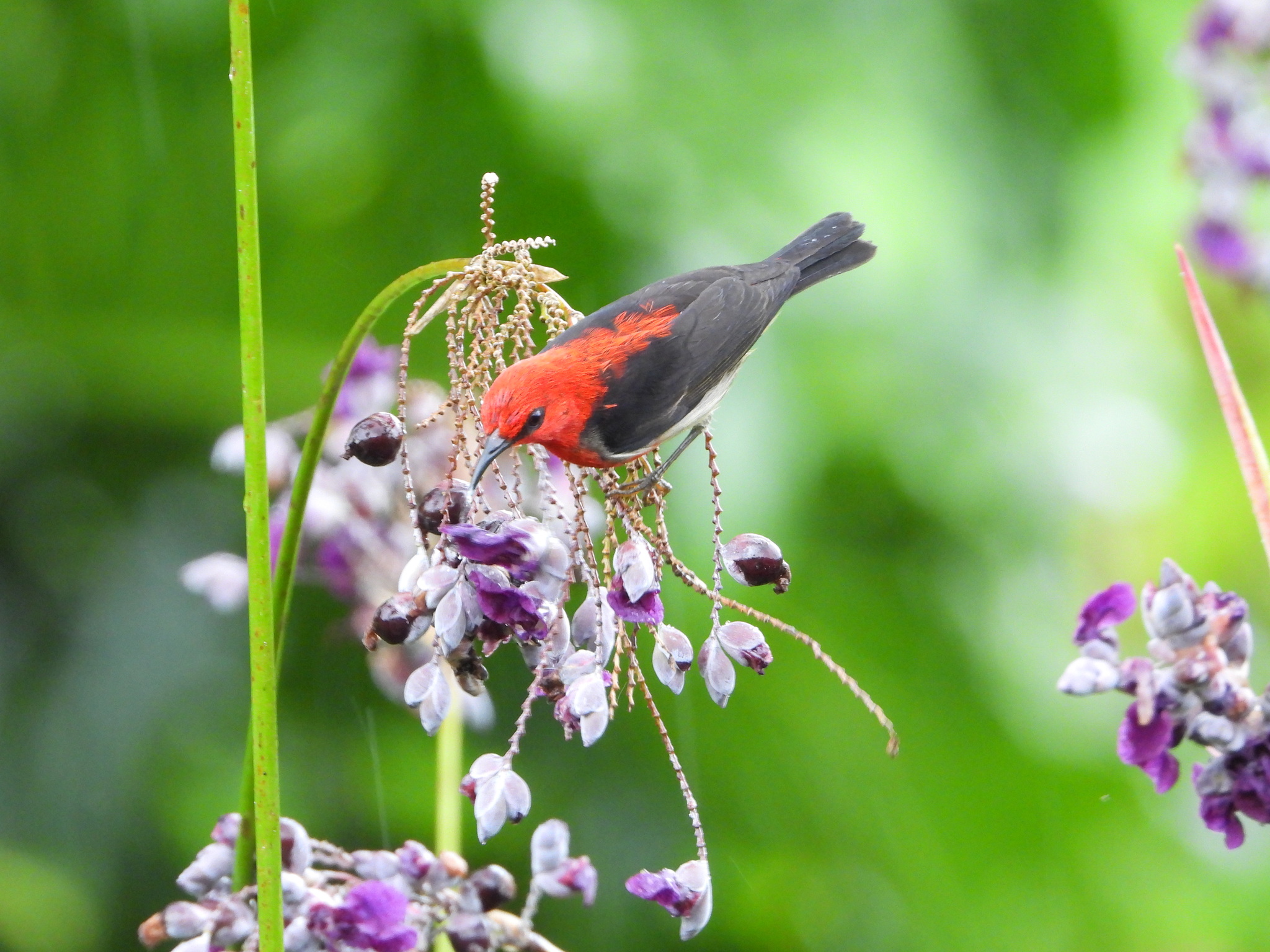 Sulawesi Myzomela (Myzomela chloroptera), photo 3