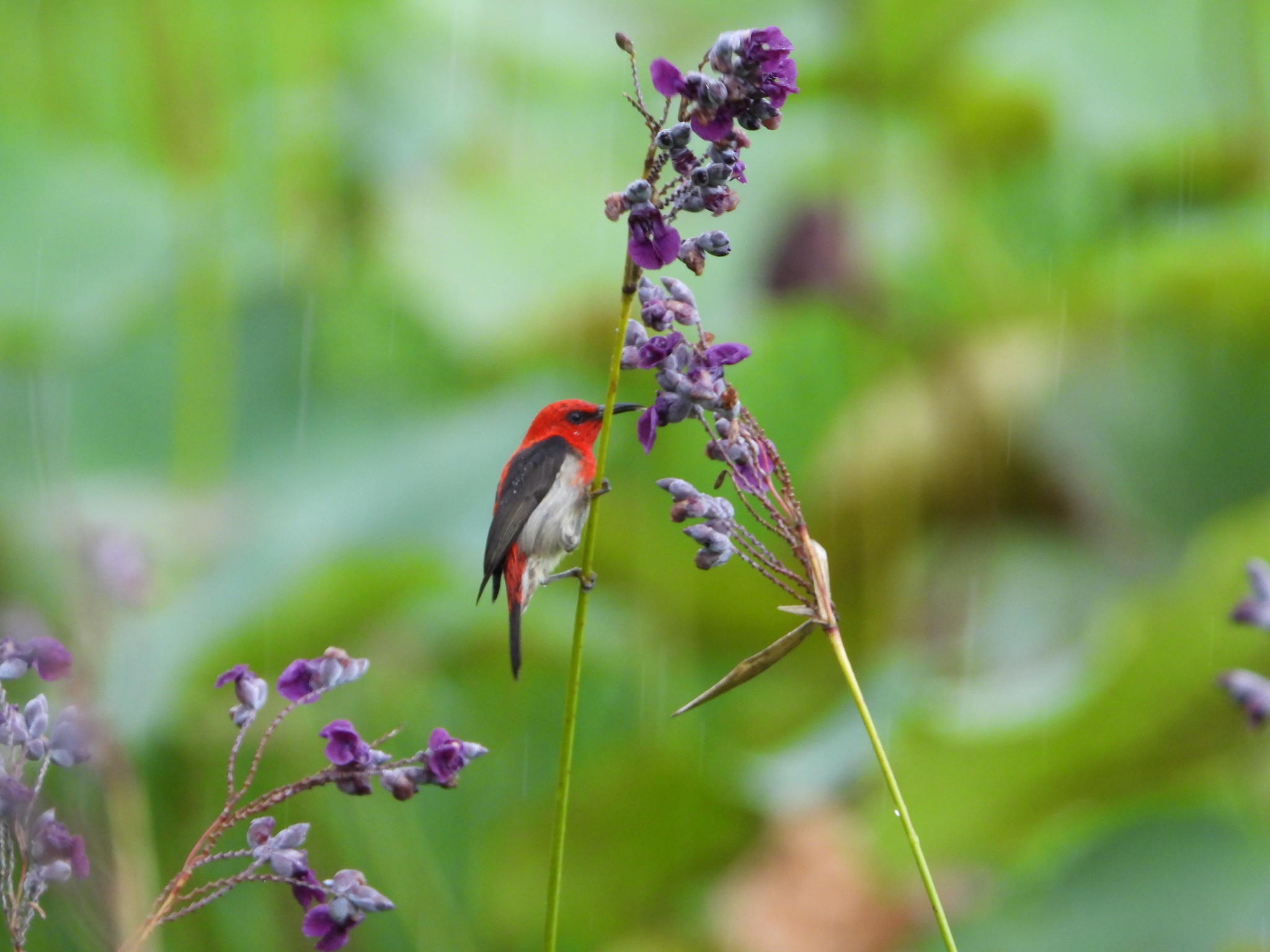 Sulawesi Myzomela (Myzomela chloroptera), photo 6