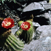 Trichocereus huascha huascha - Photo (c) Martin Lowry, algunos derechos reservados (CC BY-NC), subido por Martin Lowry