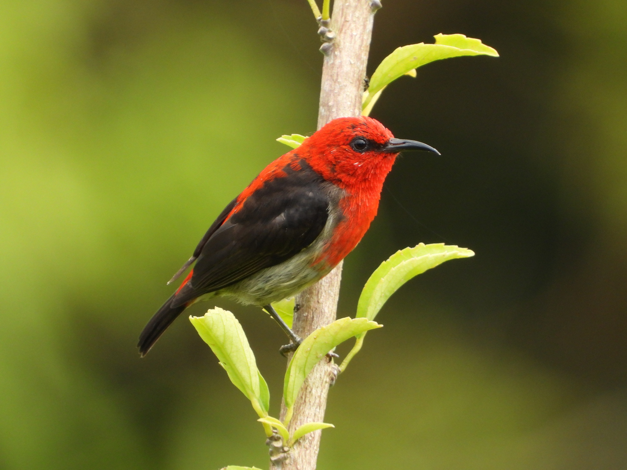 Sulawesi Myzomela (Myzomela chloroptera), photo 10