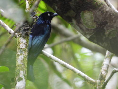 Hair-crested Drongo (Dicrurus hottentottus), photo 7