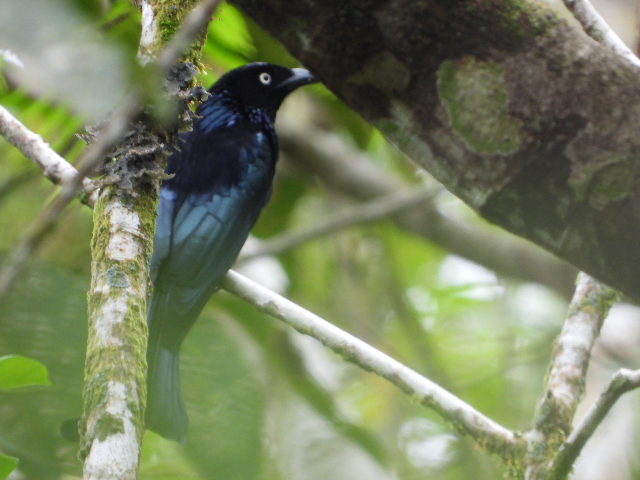 Hair-crested Drongo (Dicrurus hottentottus), photo 10