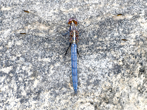 Little skimmer