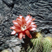 Red Torch Cactus - Photo (c) Martin Lowry, some rights reserved (CC BY-NC), uploaded by Martin Lowry
