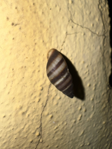 Bulimulus guadalupensis