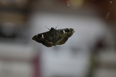 Lamprosema