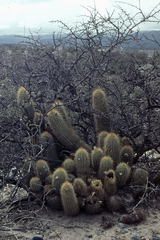 Trichocereus huascha robusta
