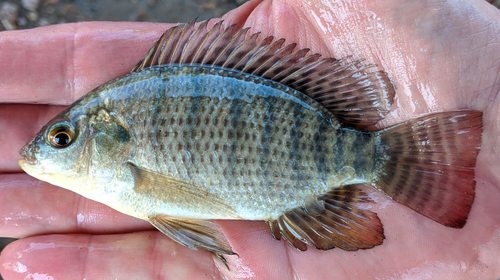 Nile Tilapia, Maricopa County, AZ, USA, photo 10 of 10