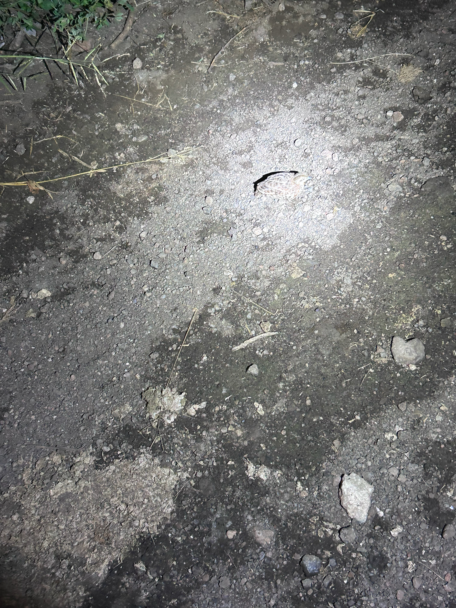 Common Buttonquail (Turnix sylvaticus), photo 2
