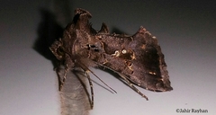 Argyrogramma signata