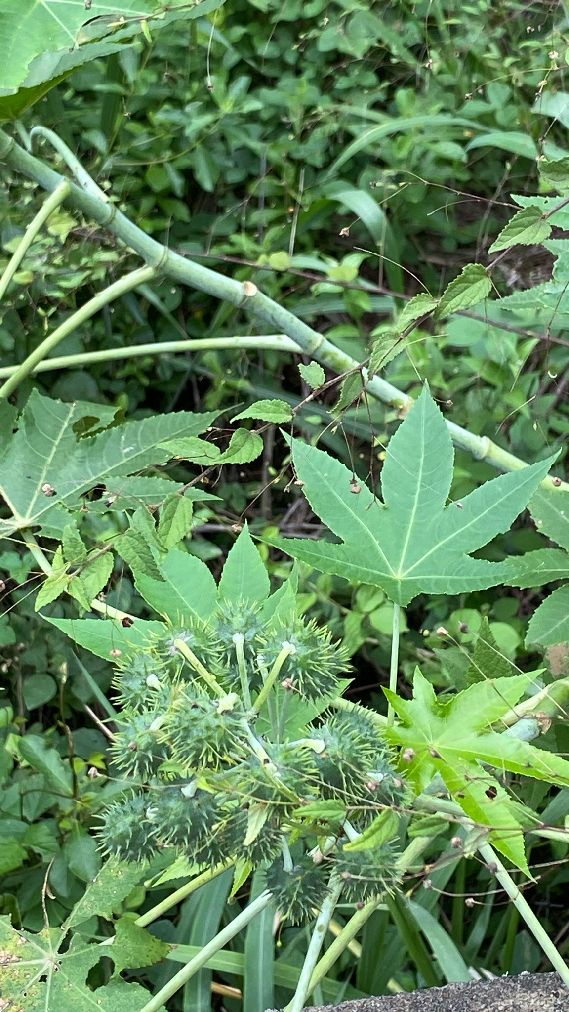 Ricinus communis