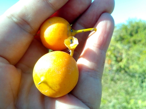 cudjoewood