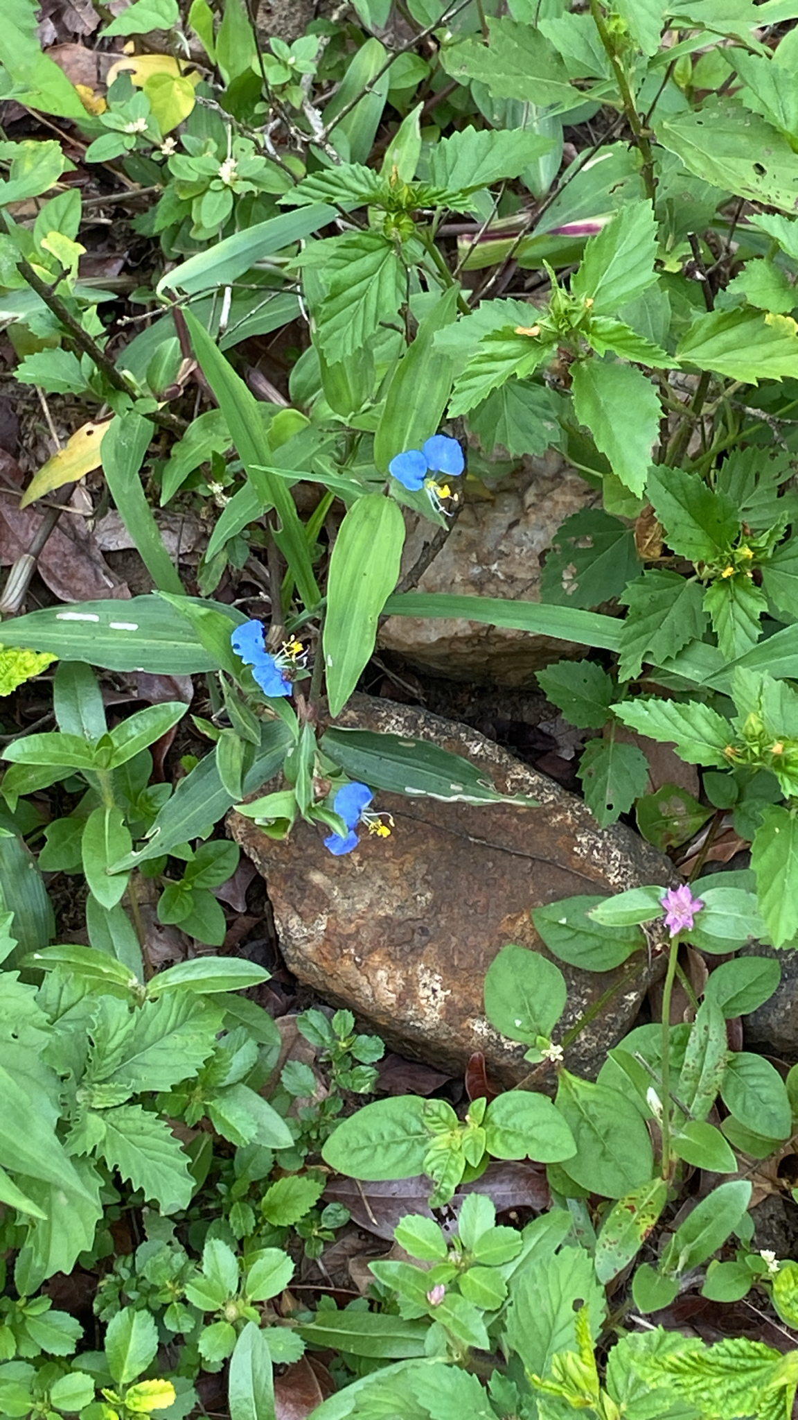 Commelina erecta