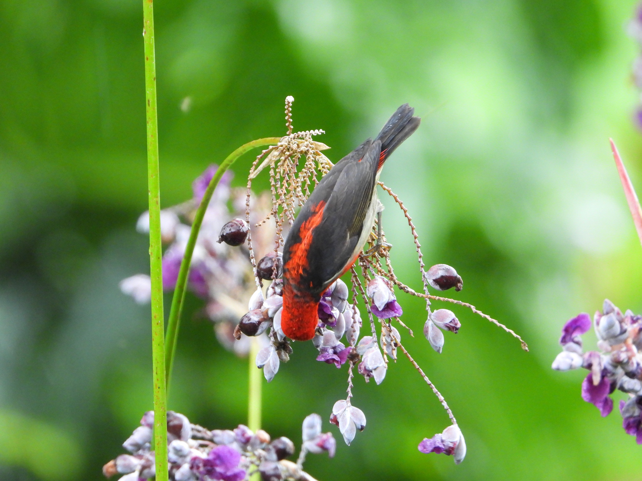 Sulawesi Myzomela (Myzomela chloroptera), photo 5