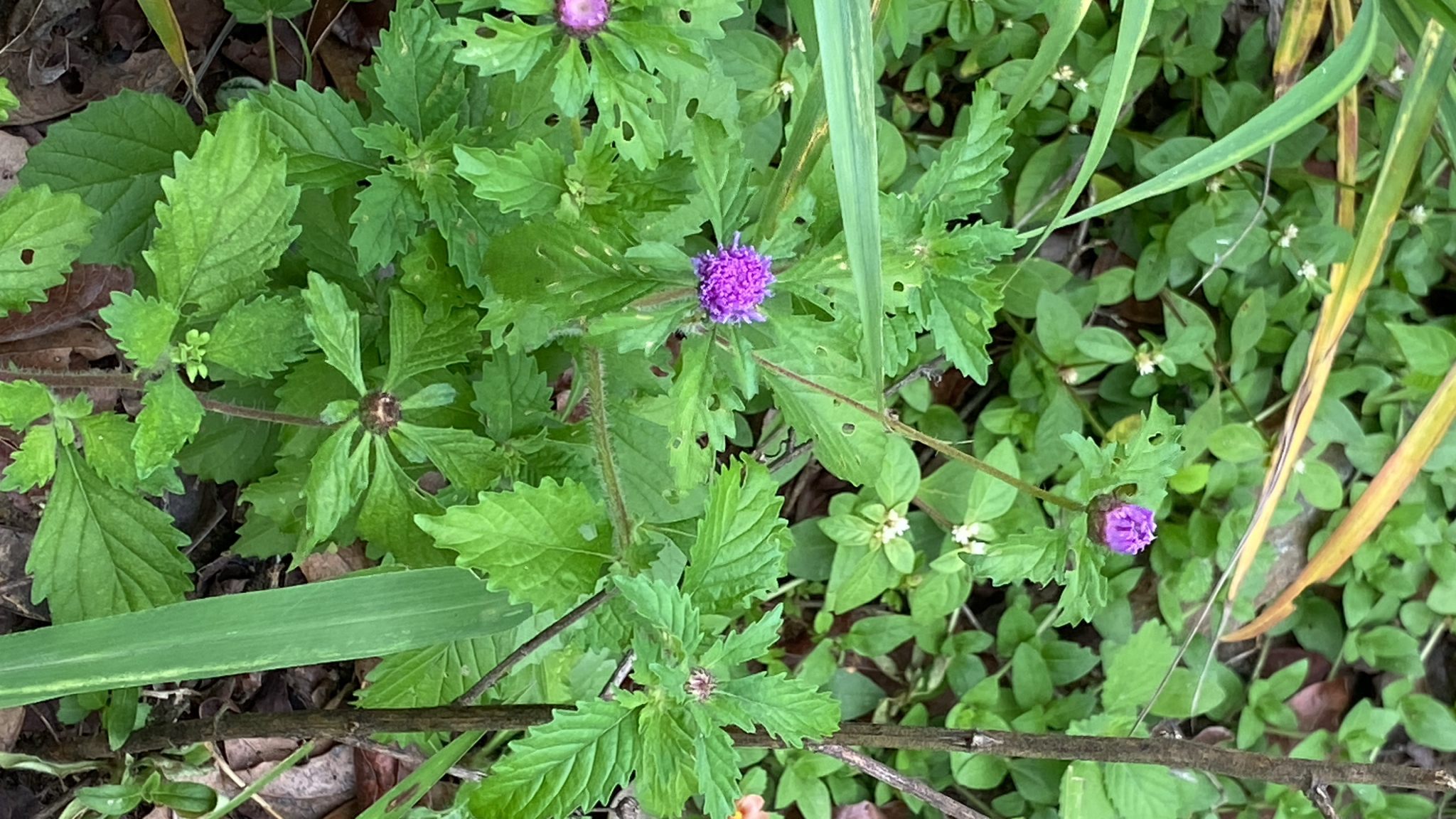 Centratherum punctatum