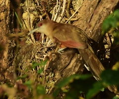 Coccyzus merlini