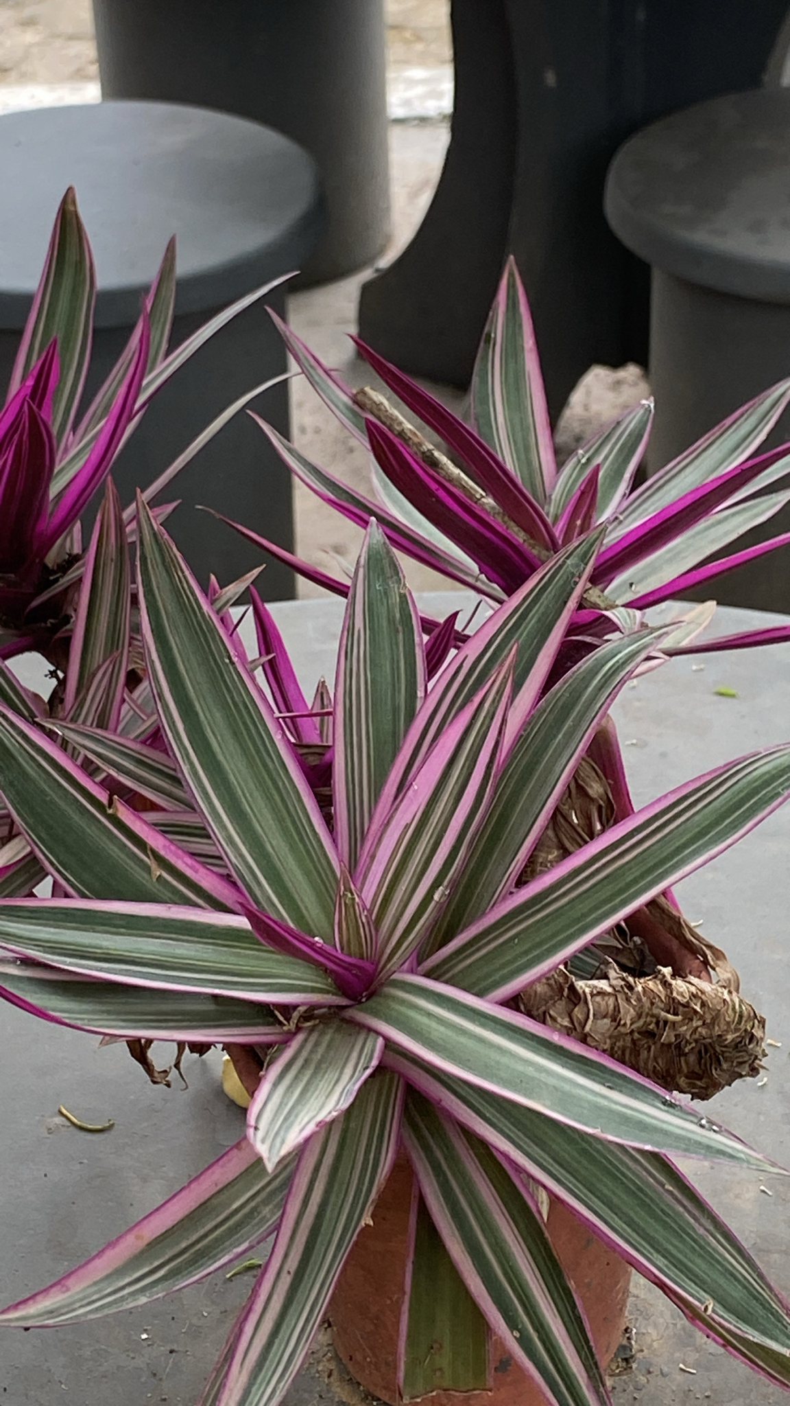 Tradescantia spathacea