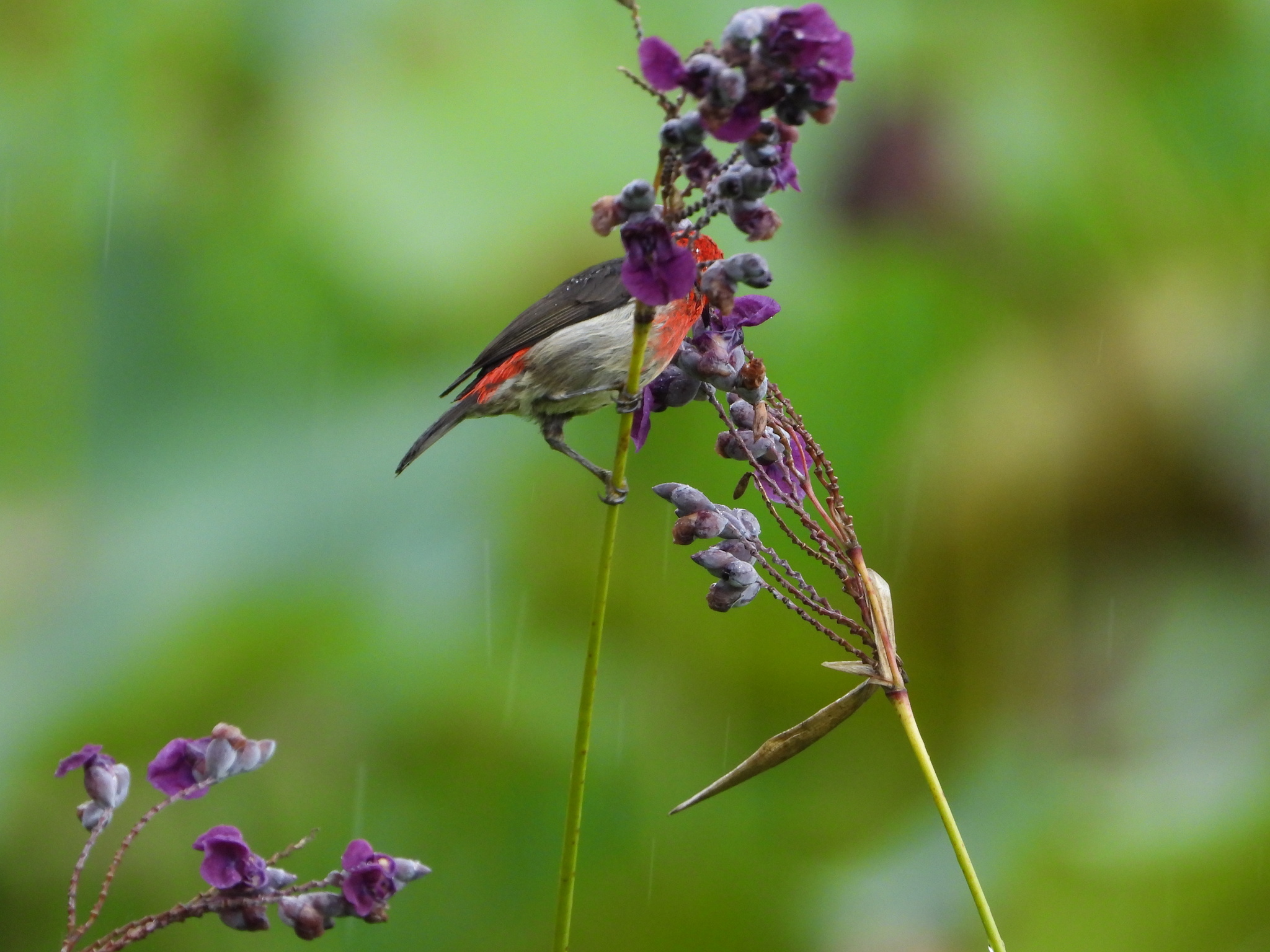 Sulawesi Myzomela (Myzomela chloroptera), photo 7