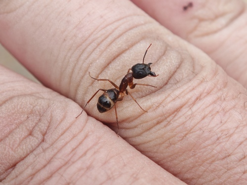 背视图图像 - msyygod