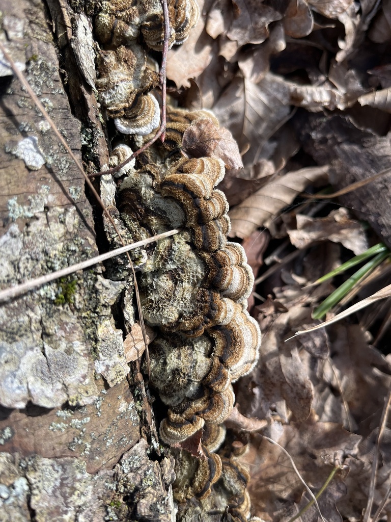 Auricularia mesenterica · February 2026 · photo: © flora_krd_natali (iNaturalist, cc-by)