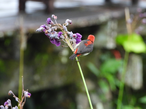Sulawesi Myzomela (Myzomela chloroptera), photo 2