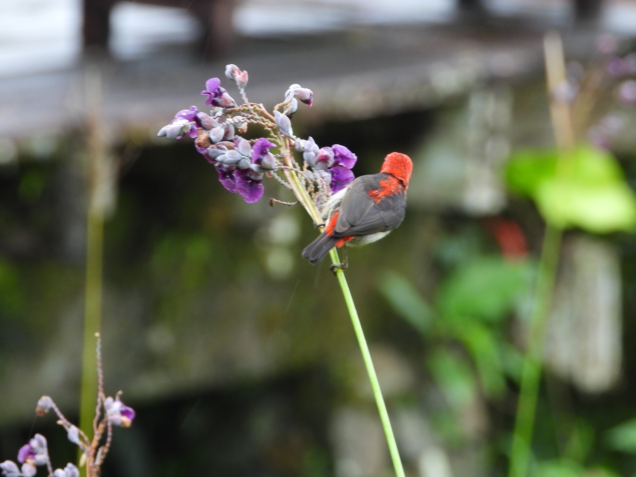 Sulawesi Myzomela (Myzomela chloroptera), photo 2
