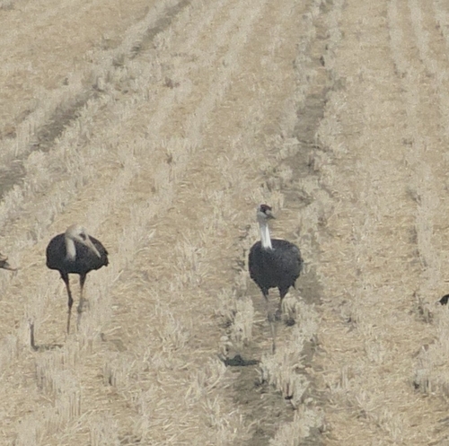 Hooded Crane (Grus monacha), photo 2