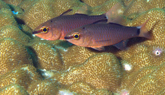 False Ear-Spot Cardinalfish photo 3