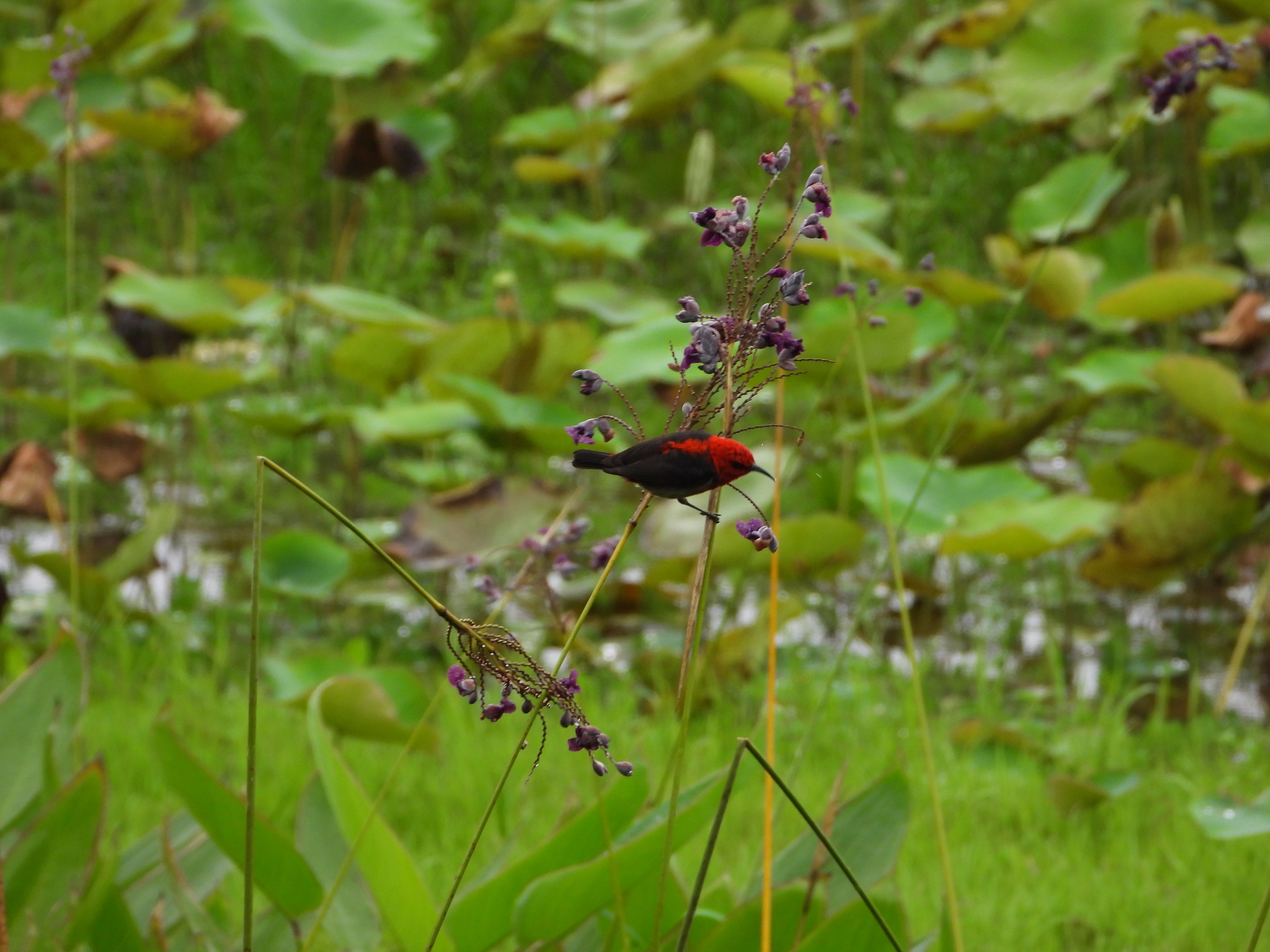 Sulawesi Myzomela (Myzomela chloroptera), photo 8