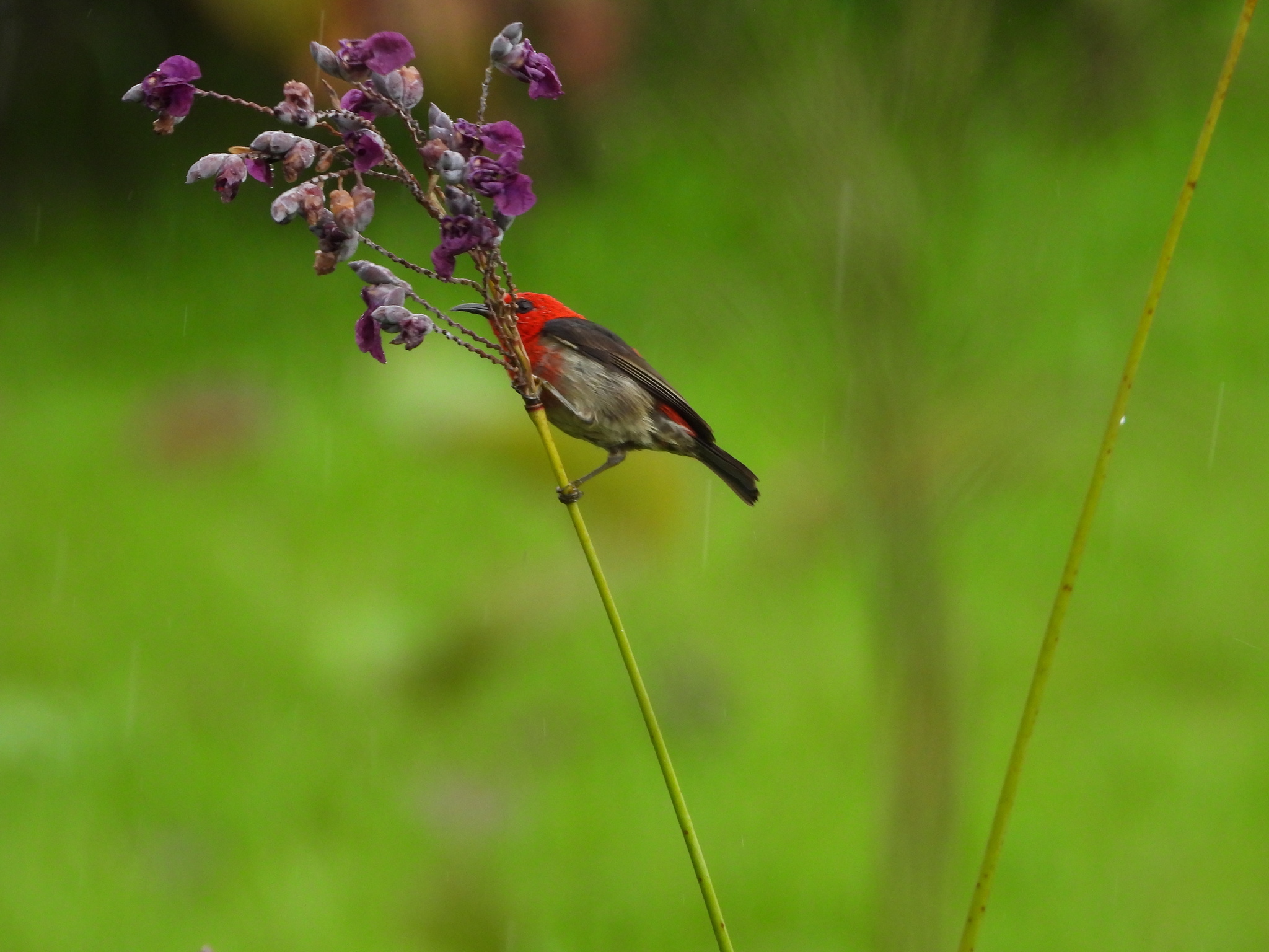 Sulawesi Myzomela (Myzomela chloroptera), photo 9