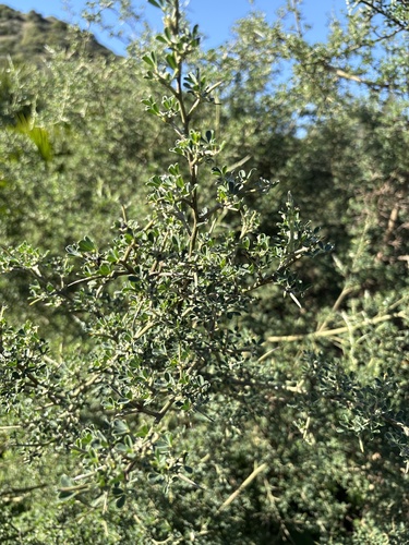 Avistamiento Calicotome villosa
