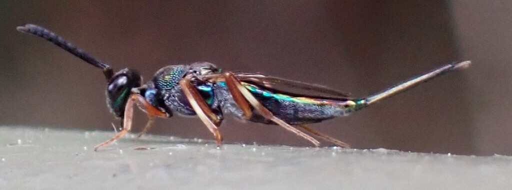 Balcha in February 2026 by jasperbasil · iNaturalist