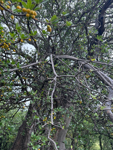 lowveld milkberry (Manilkara mochisia)