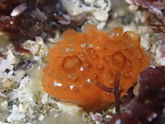 Distaplia