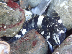 Clinocottus globiceps