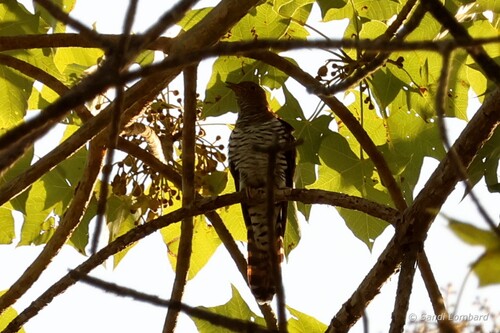 Lesser Cuckoo