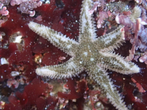 Six-rayed Star, photo 7 of 7