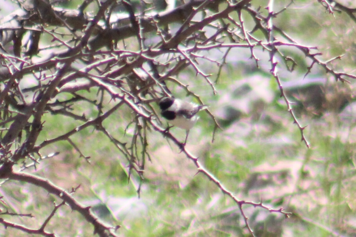 Sombre Tit (Poecile lugubris), photo 2