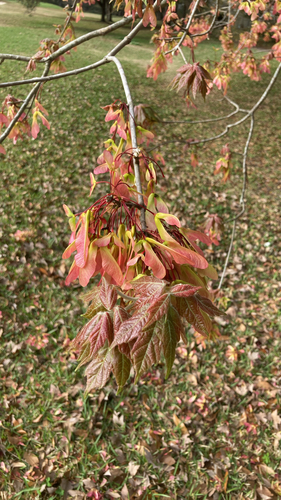 Red Maple