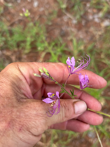 Hairy Spindlepod (Cleome hirta)
